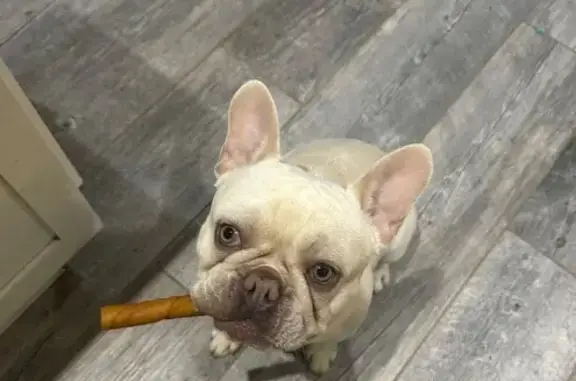 Lost White French Bulldog in Boerne