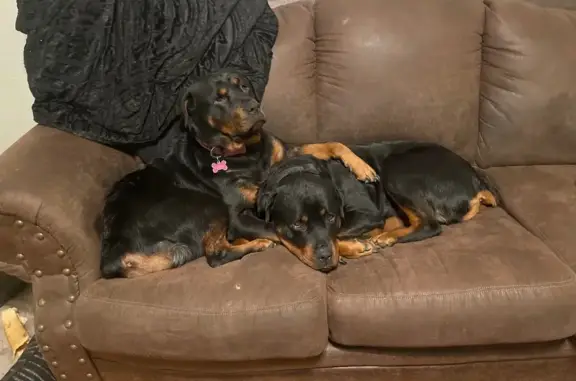 Lost and found pets Broken Arrow, photo: Lost Dogs: Chomp & Cupcake Missing