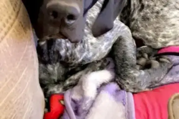 Lost GSP Puppy: Zuma in Tucson!