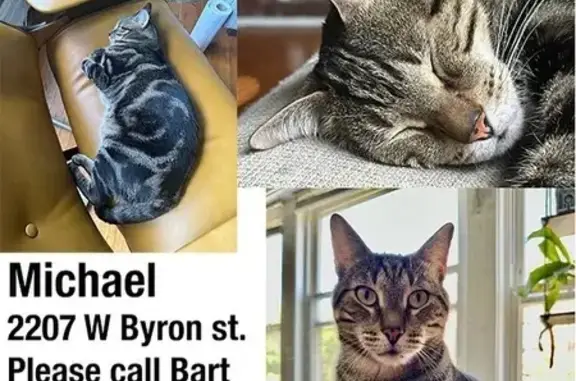 Lost Tabby Cat: West Byron St, Chicago
