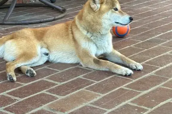 Found pets Garner, photo: Found Male Shiba Inu on Josephine Rd, 2077