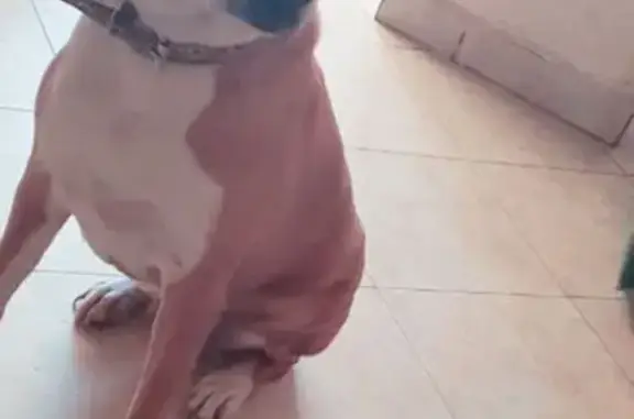 Perro perdido: Café con blanco, cicatrices