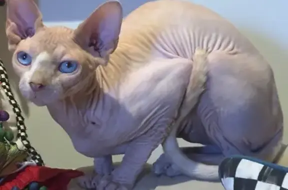 Lost and found pets Plantation, photo: Lost White Sphynx Cat - Plantation Area