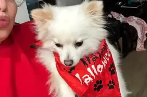 Lost Dog: Cream with Brown Spot, Tacoma