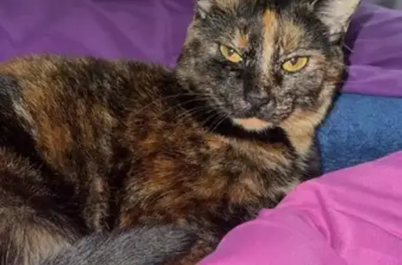 Lost Tortoise Shell Cat on Vine St, Larksville