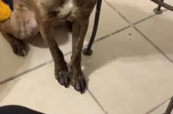 Lost Brindle Dog Near Manotak Ave, Jax