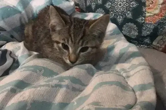 Lost and found pets Monaca, photo: Lost Light Brown Cat on Pennsylvania Ave