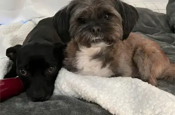 Help Find Lost Dogs Lola & Henry in Warren