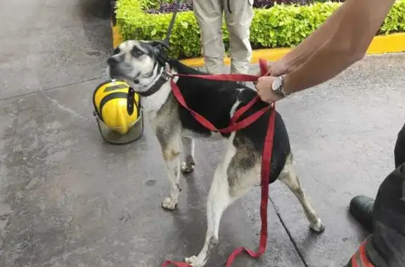 Perro Grande Negro con Blanco en Guadalajara