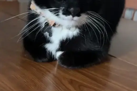 Lost and found pets Kentwood, photo: Lost Black & White Cat: Marwood Dr, Kentwood