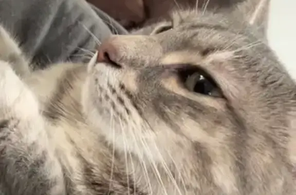Missing cat Saucier, photo: Lost Skittish Cat: Spotted in Saucier