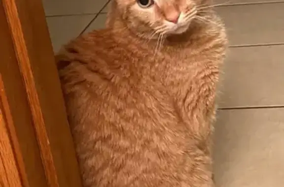 Lost Orange Tabby: Pumpkin in Mundelein