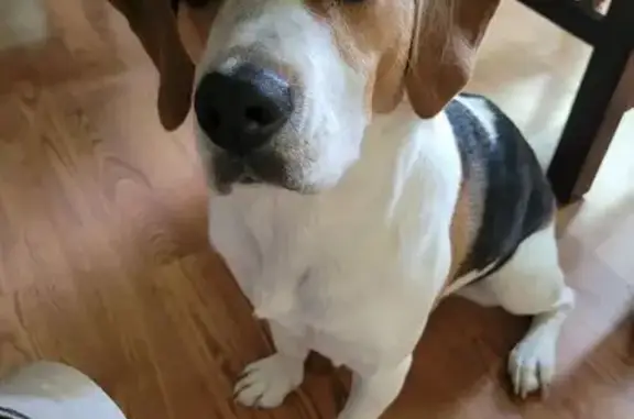 Lost Beagle Molly: Brown, Blue Eyes