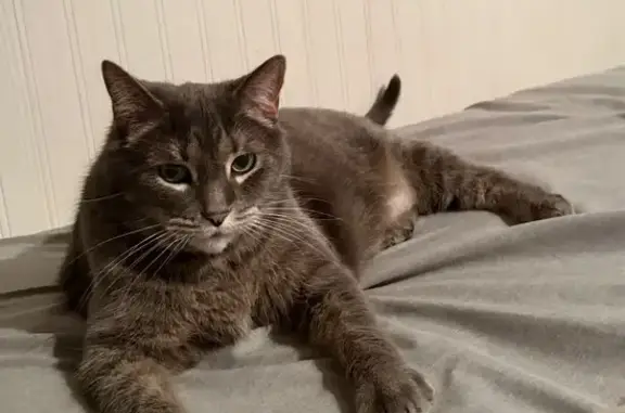 Lost and found pets Livonia, photo: Lost Grey Cat: Shy, Toothless, 10yrs