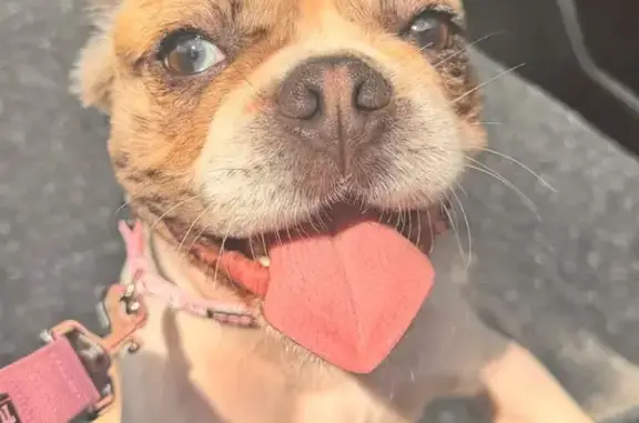 Lost Merle Dog: Unique Eyes, Pooler Area