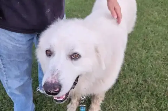 Found dog , photo: Docile White Dog Found in Daniel Park