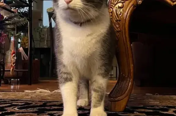 Lost Friendly Cat: Gray & White in Smyrna