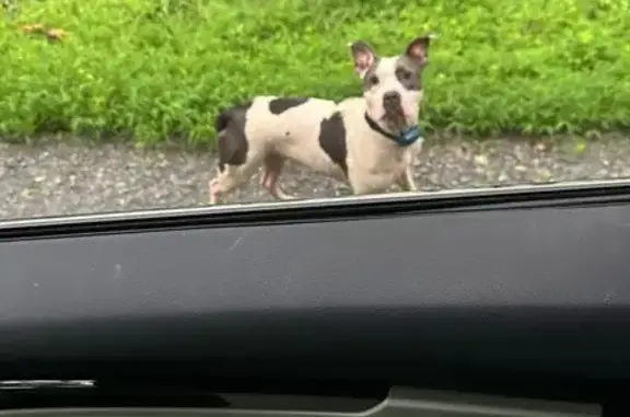 Lost: 1 Yr Old White & Gray Terrier