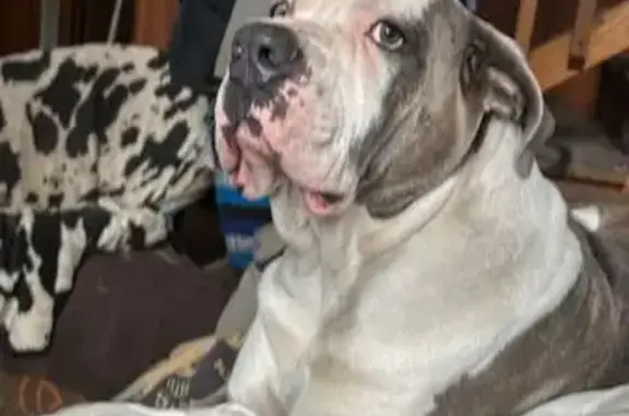 Lost pets Youngstown, photo: Lost Large Dog Taken in Red Car, Youngstown