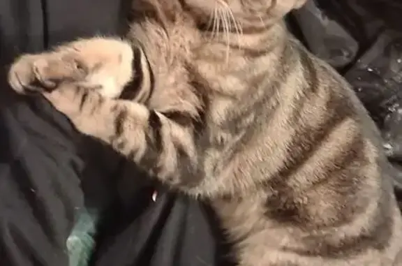 Lost Cat: Brown with Unique Markings
