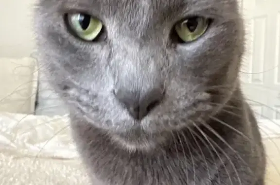 Lost Gray/Blue Cat: West Arcade Drive