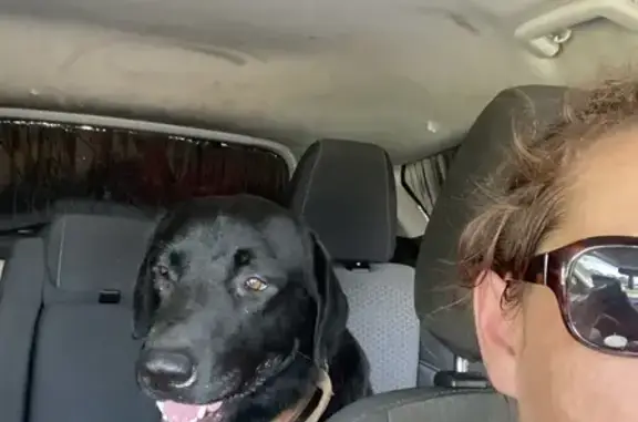 Lost and found pets Vidor, photo: Found: Male Black Lab on N. Main St, Vidor