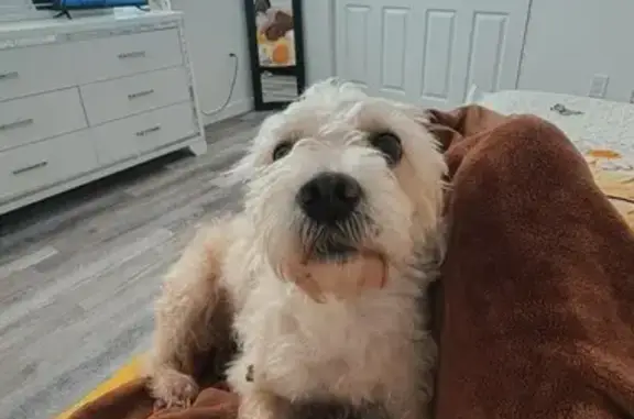 Missing dog , photo: Lost White Dog on 29th St SW - Help!