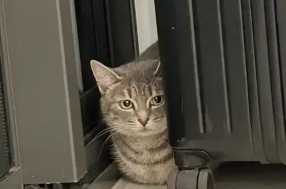 Lost Gray Tabby Cat with Striking Eyes