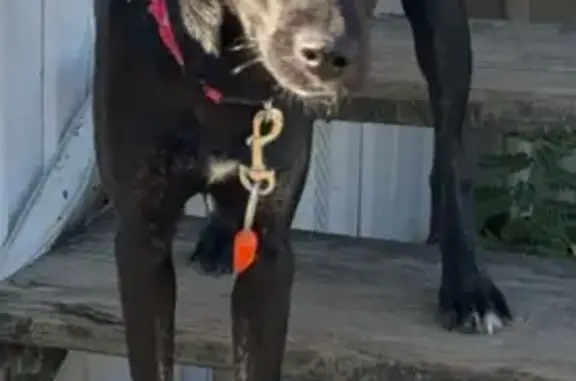 Lost Dog 'Black' Needs Help - Opelousas