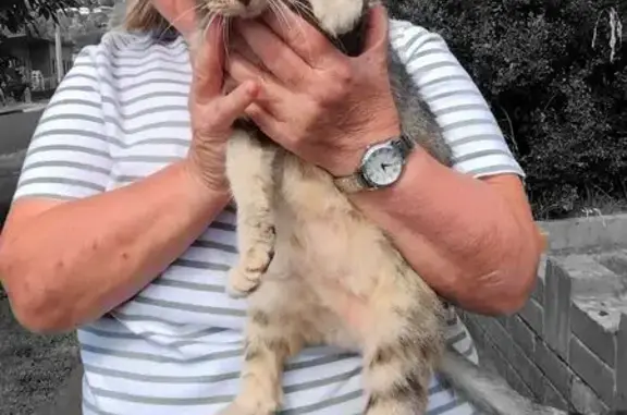 Lost Gray Tabby Cat: Missing in Launceston