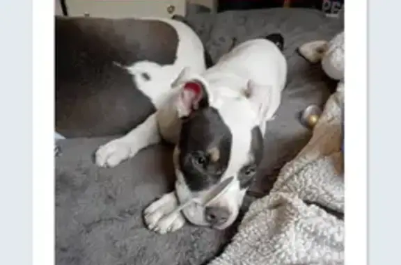 Lost Dog: Help Bring Puggy Pie Home!