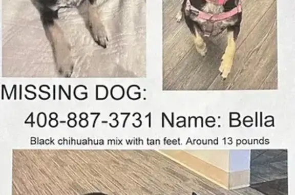 Lost Dog: Fast, Friendly, Loves Salmon