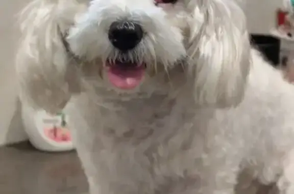 Found: White Dog with Eye Pain...