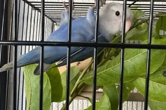 Lost Lovebird Found in Lorong J, SG