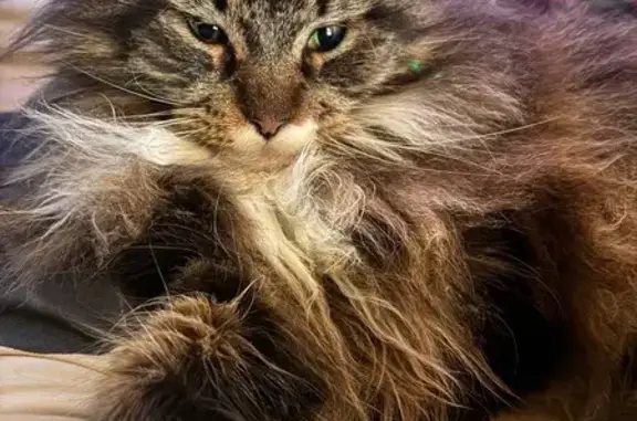 Chat perdu, Quimper, photo: Chat perdue Talya, Quimper, Allée Duine