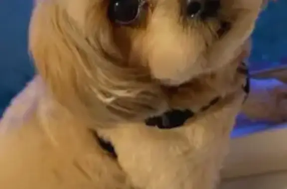 Lost: Opy, 10lb Tan Dog, Grand Rapids