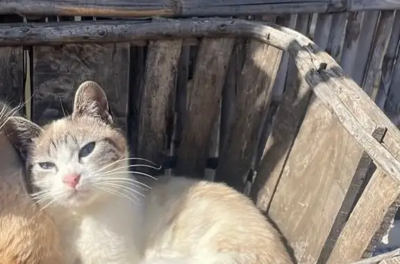 ¡Ayuda! Gata siamesa perdida en Chodes