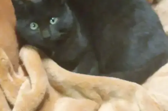 Help Bring Belly Home: Lost Black Cat