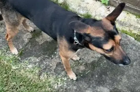 Lost Kelpie: Black/Brown, Foord Ave