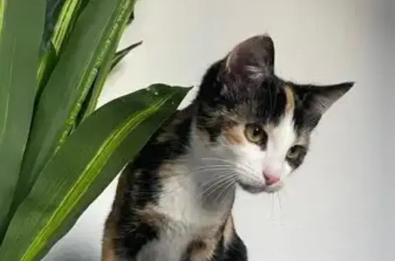 Chat perdu, Troyes, photo: Chat d'appartement perdu à Troyes
