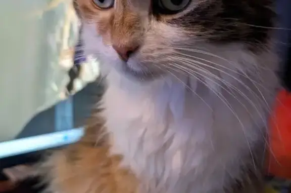 Lost Cat: Fluffy Calico on Park Ave