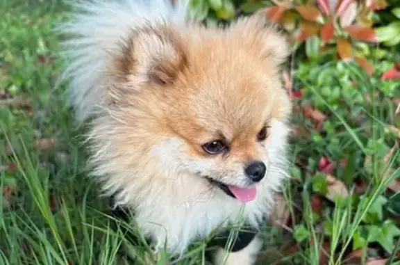 Chien perdu , photo : Chien spitz nain roux perdu entre La Môle et Grimaud