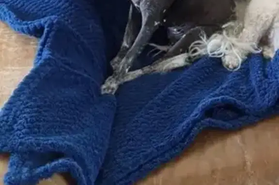 Chien noir et blanc sans poil perdu à Mérignac - photo