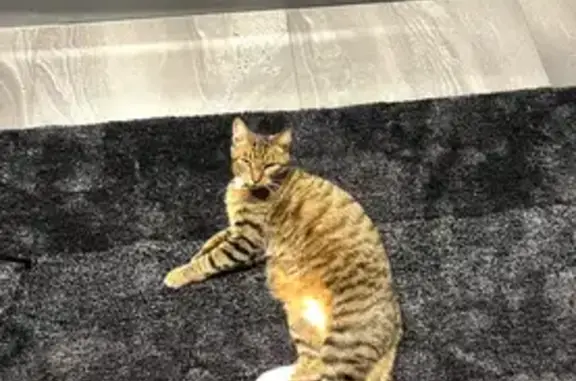 Lost Tubby Cat: Chipped & Tagged