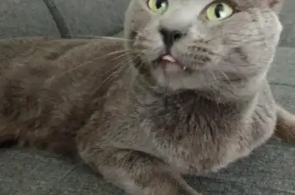 Animaux perdus Salaise-sur-Sanne, photo: Chat gris foncé perdu à Salaise-sur-Sanne