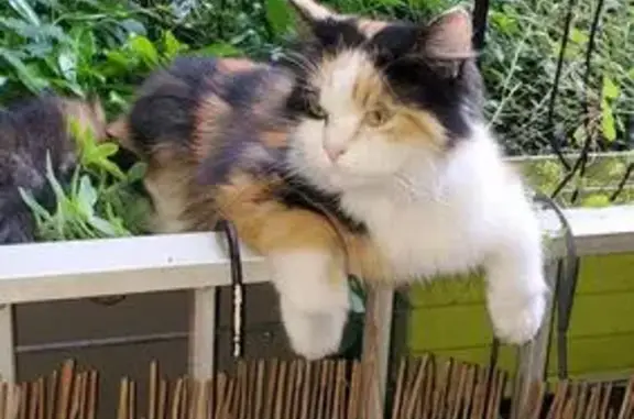 Chatte tricolore perdue à La Ravoire - photo