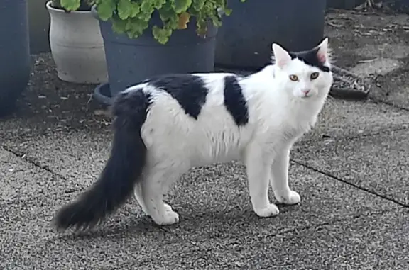 Chat perdu : blanc/noir, poil mi-long, Lorient - photo