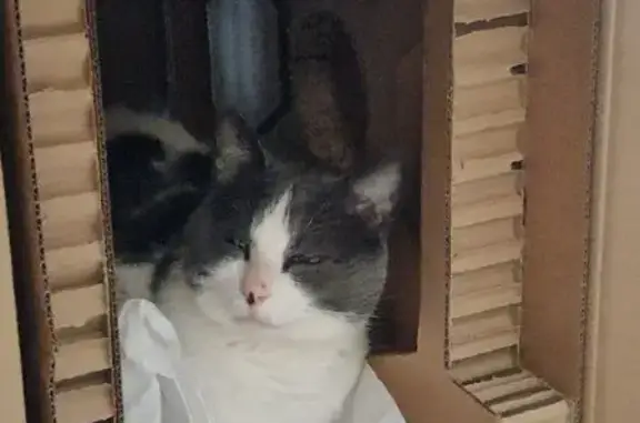Chat perdu, Chartrettes, photo: Chatte blanche/grise perdue à Chartrettes