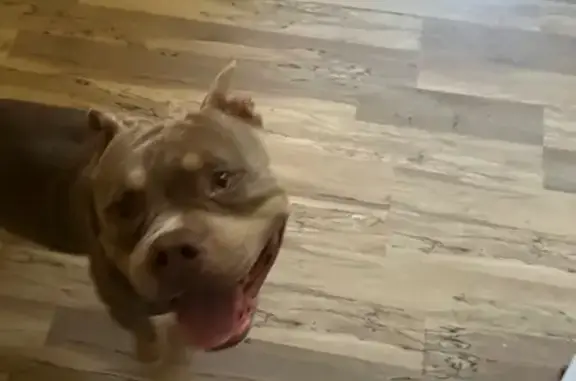 Found Dog: Muscular Brown & White in Stockton