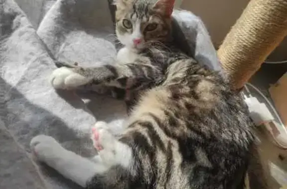 Animaux perdus Liffol-le-Grand, photo: Chatte tigrée perdue, collier rose, Liffol